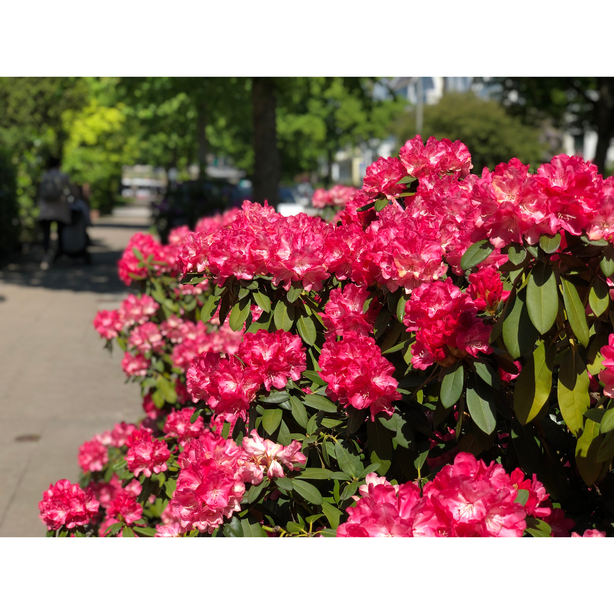 Rhododendron Omnia Garden Morgonrot 25-30 cm
