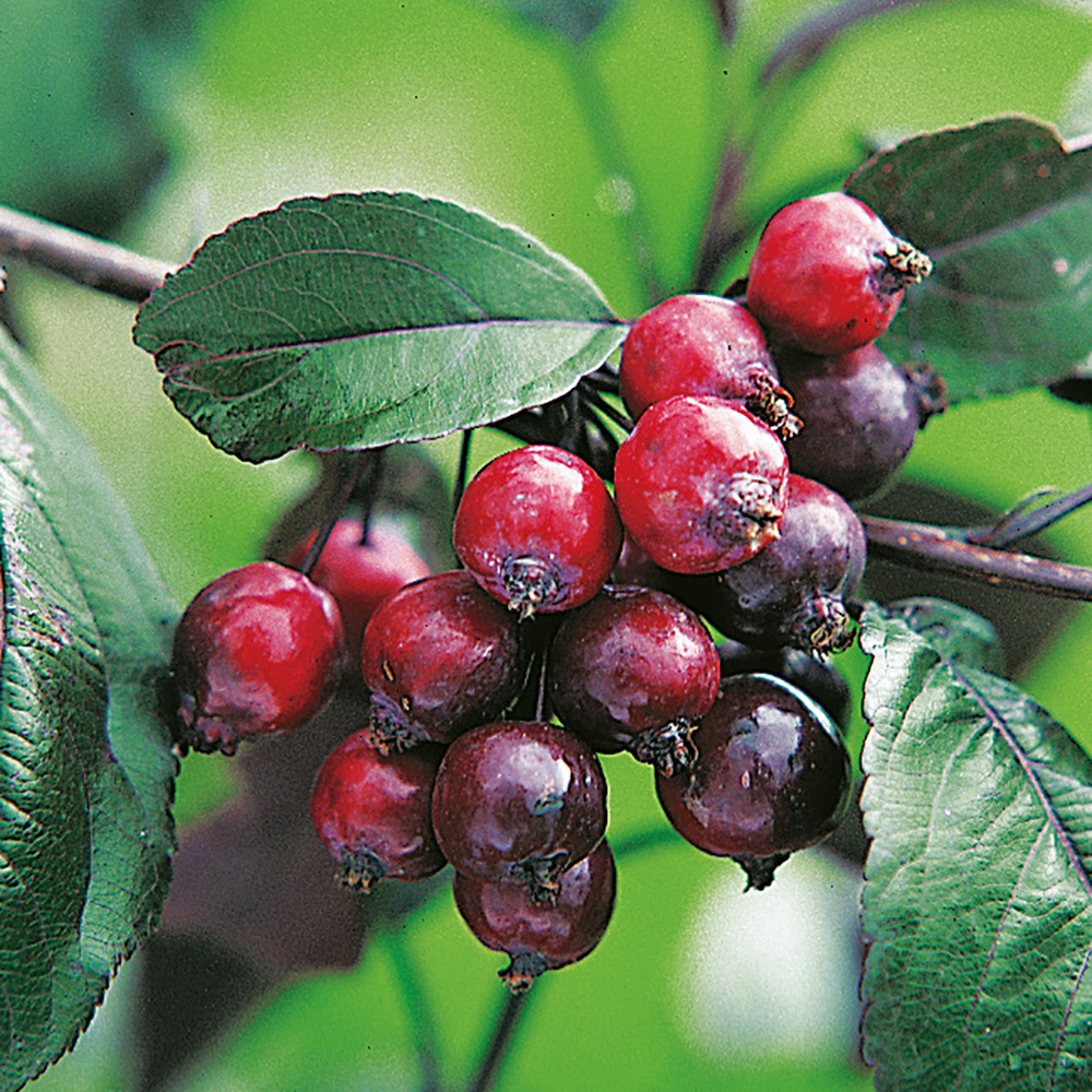 Prydnadsträd Purpurapel (Royalty) Omnia Garden 100-120 cm