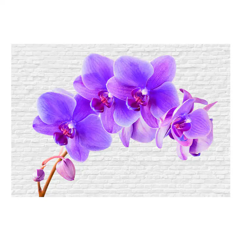Fototapet Arkiio Viole