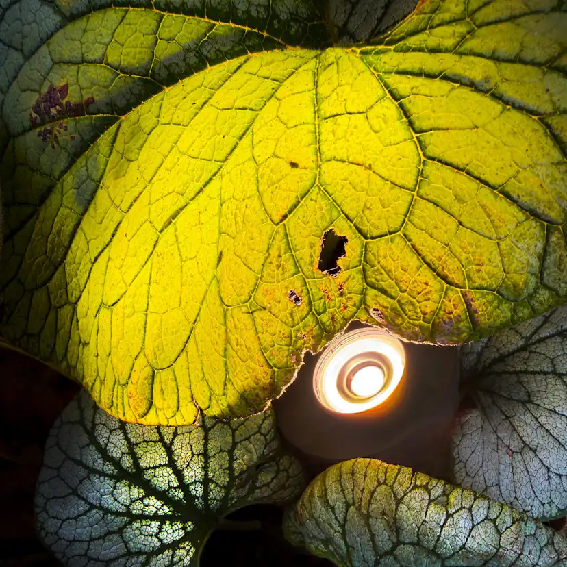 Markspot LightsOn Luminus