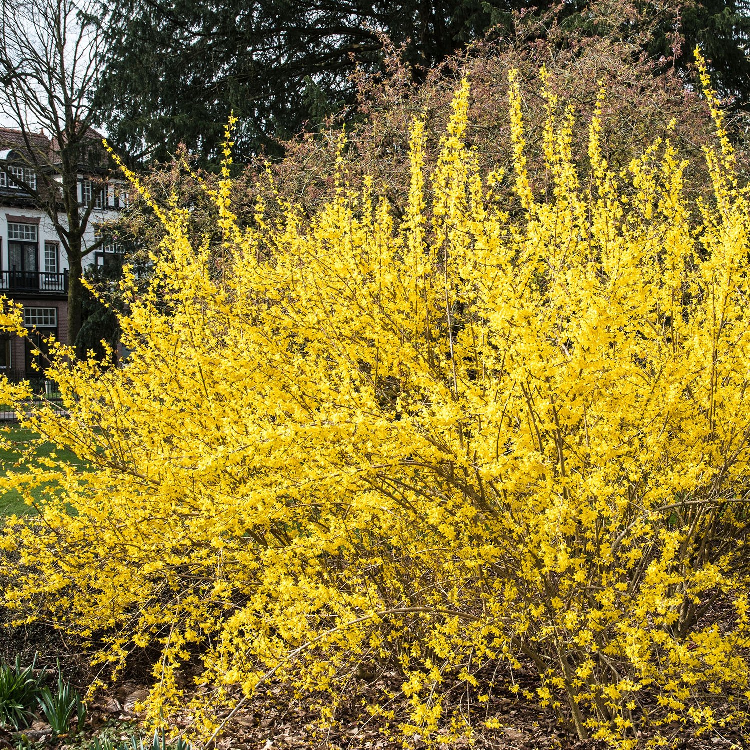 Prydnadsbuske Omnia Garden Prydnadsbuske Hybridforsythia 125-150cm