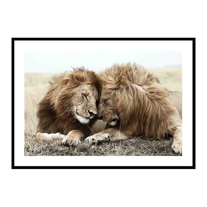 Poster Gallerix Lion Bothers