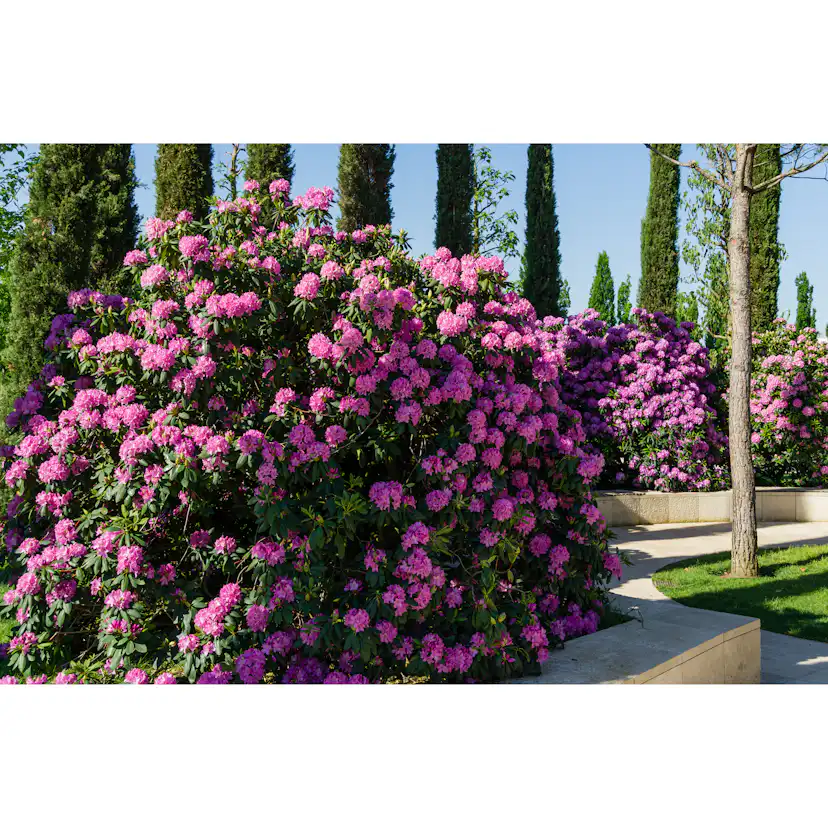 Rhododendron Omnia Garden Roseum Elegans