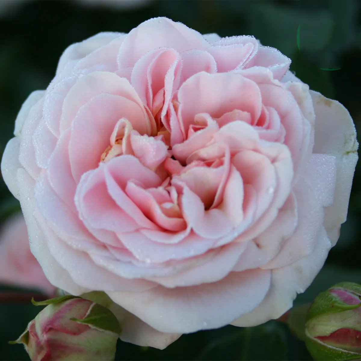 Flerblommig Rabattros Omnia Garden Dronning Margrethe
