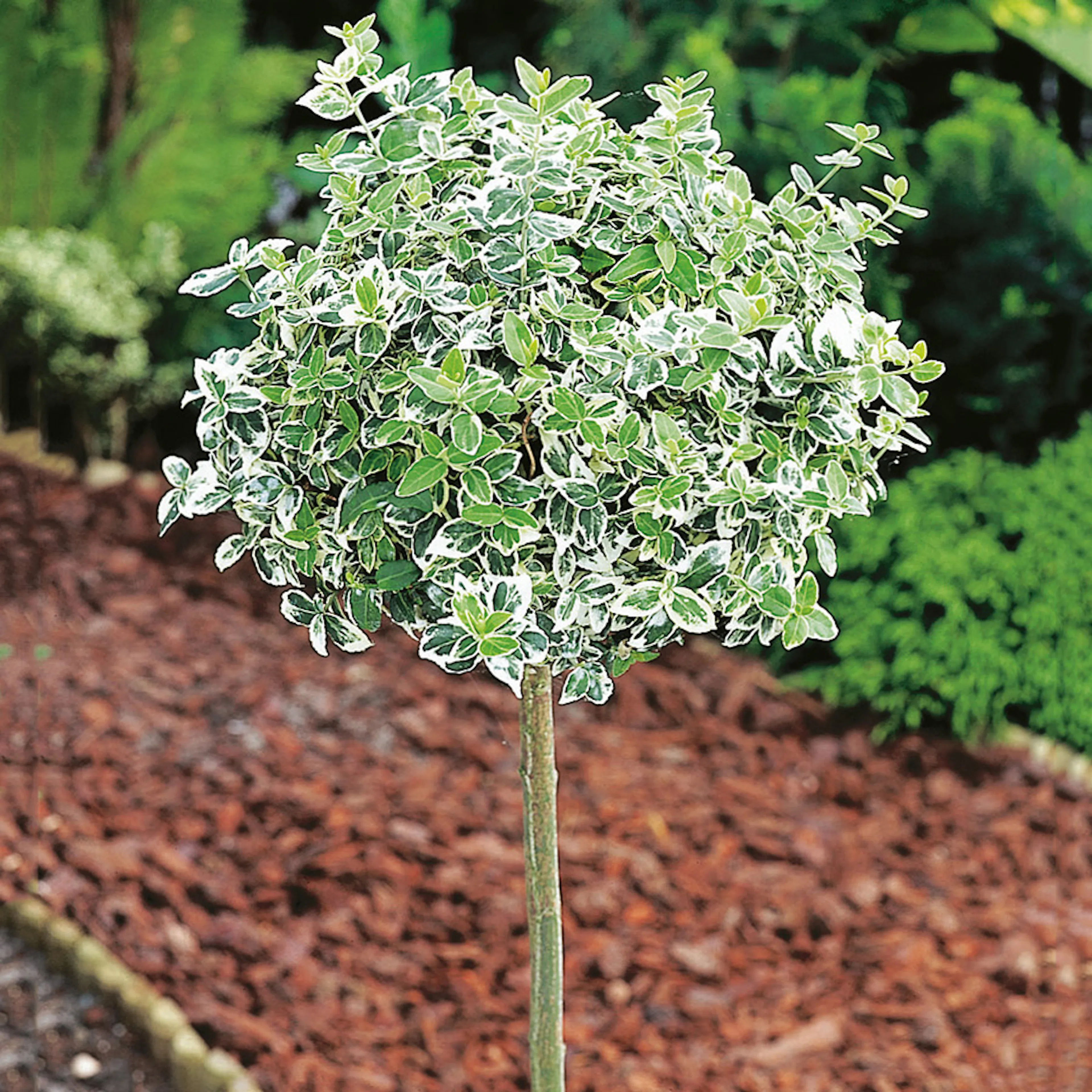 Prydnadsträd Klätterbenved Vitbrok Omnia Garden 80-90 cm