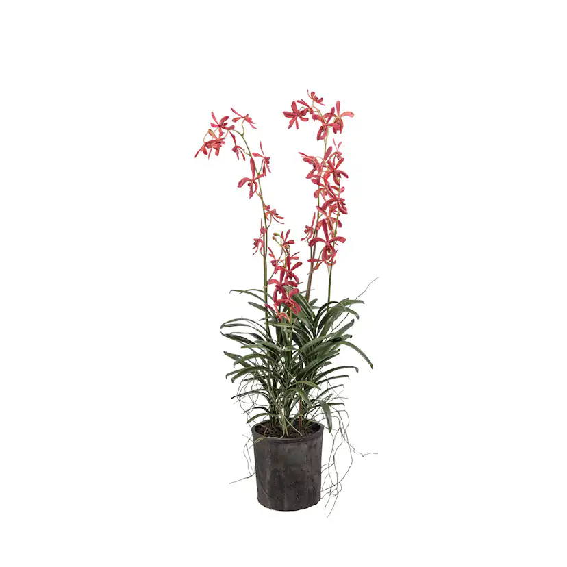 Konstväxt Mr Plant Vanda