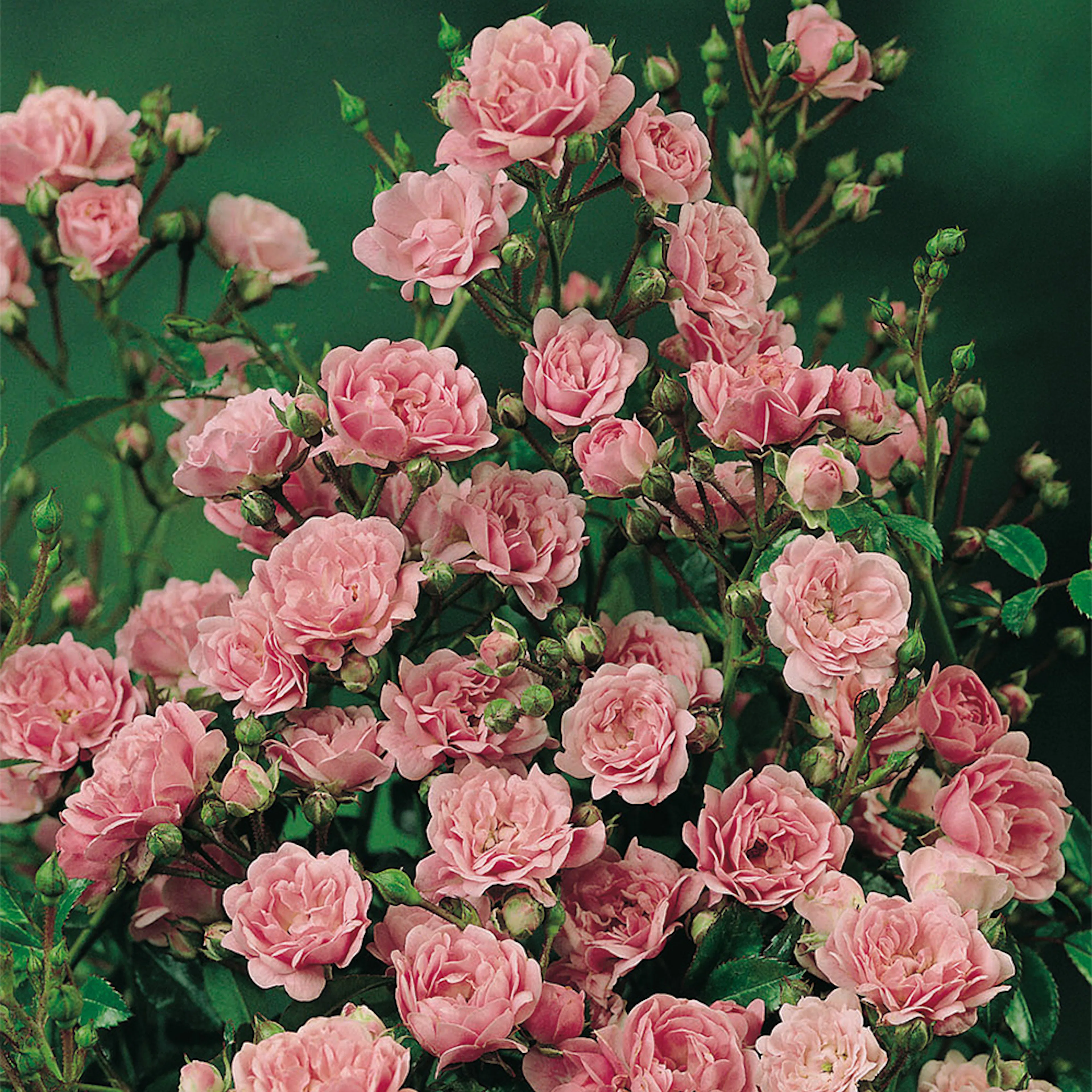 Rosa "The Fairy", 5-pack 5-pack
