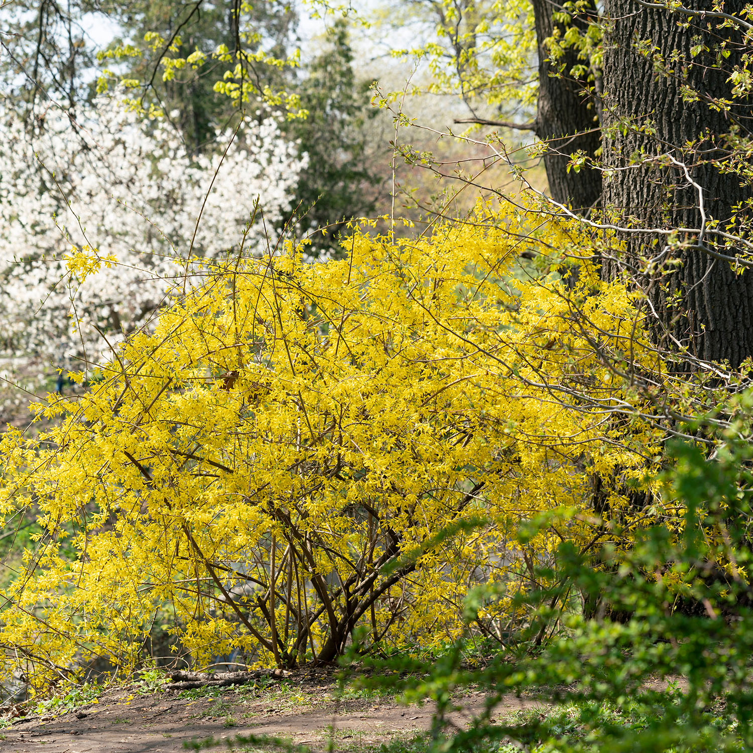 Prydnadsbuske Omnia Garden Prydnadsbuske Hybridforsythia 125-150cm