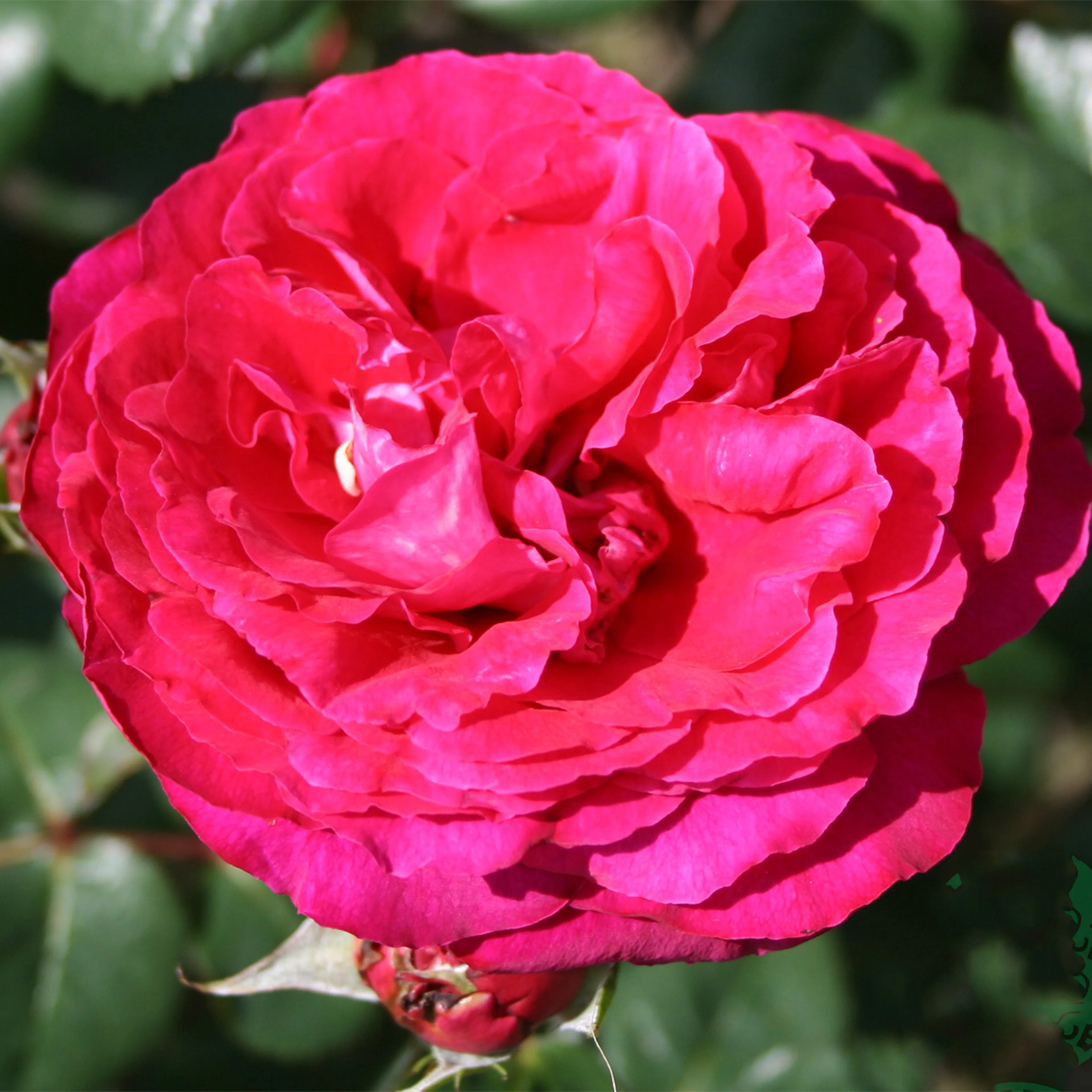 Rosa "Katherine Renaissance", 1-pack 1-pack