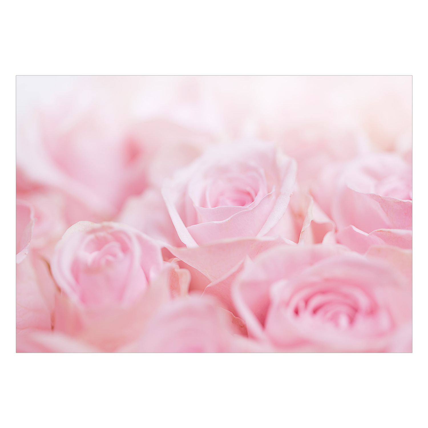 Fototapet Arkiio Ocean Of Roses