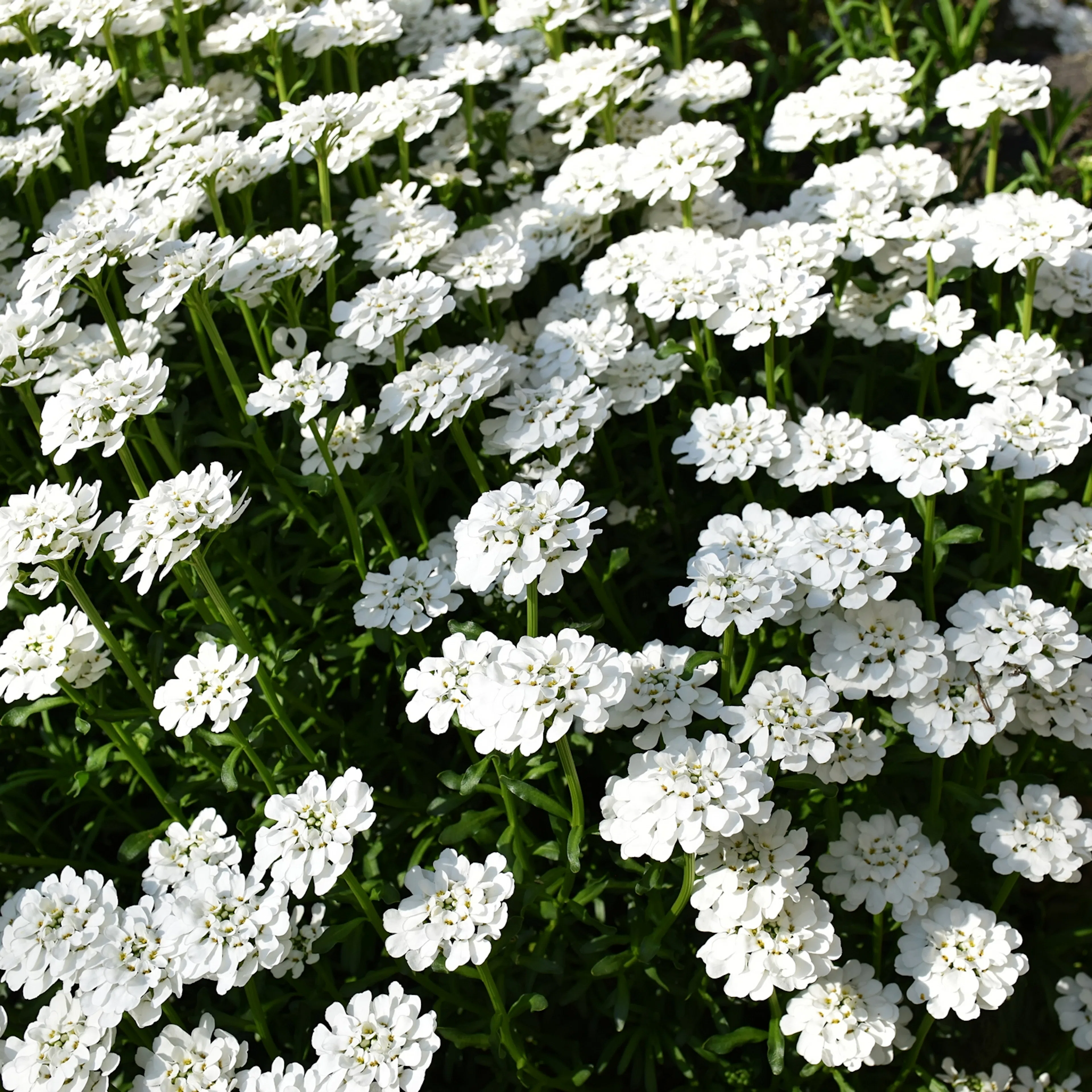 Marktäckare Vinteriberis Omnia Garden Schneeflocke
