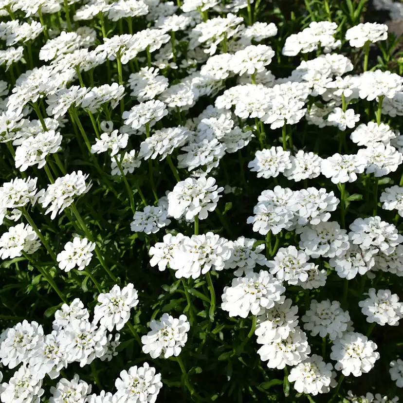 Marktäckare Vinteriberis Omnia Garden Schneeflocke