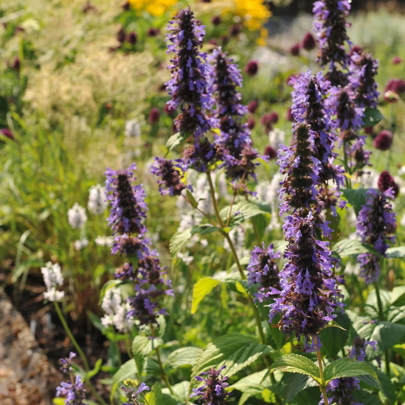 Perenn Omnia Garden Anisisop Black Adder