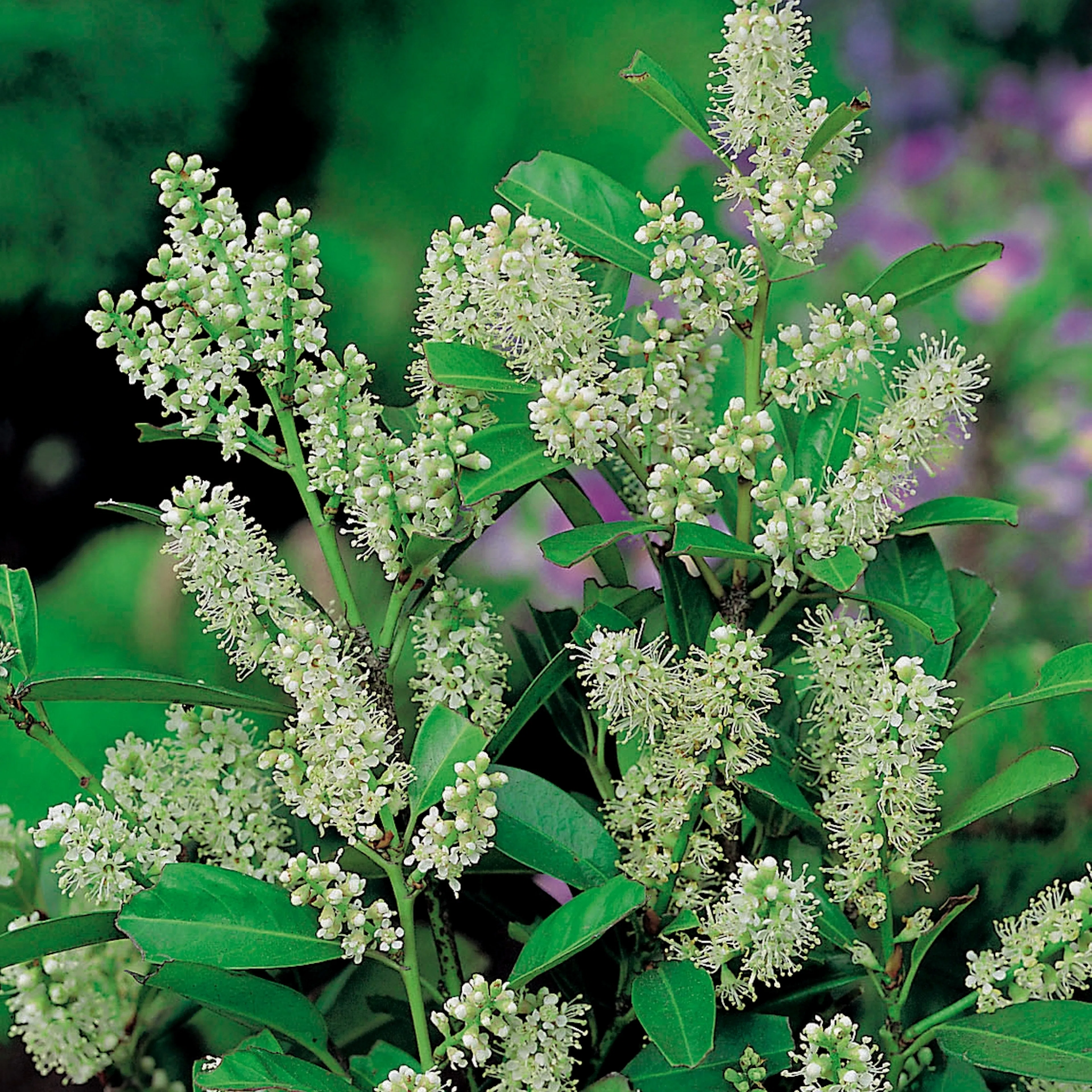Prydnadsträd Omnia Garden Lagerhägg 'Mano' 80-100 cm - Vintergrönt & Doftande Blommor