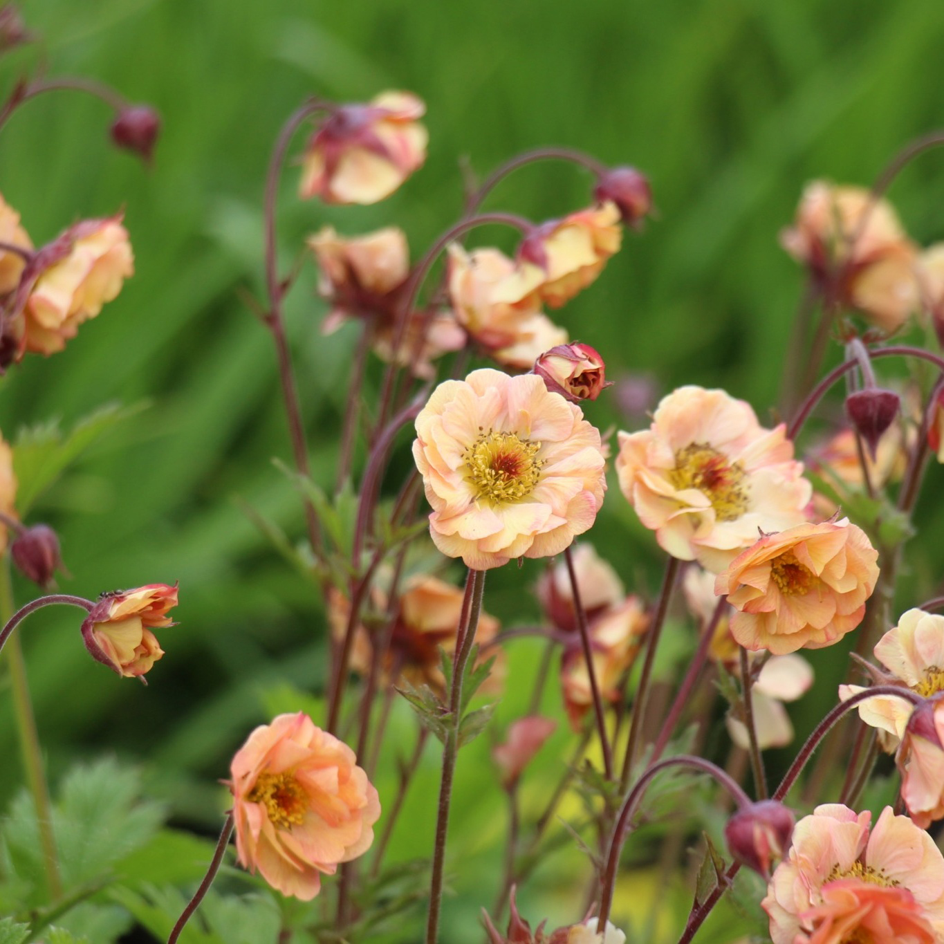 Perenn Omnia Garden Trädgårdsnejlikrot Geum Pretticoats Peach