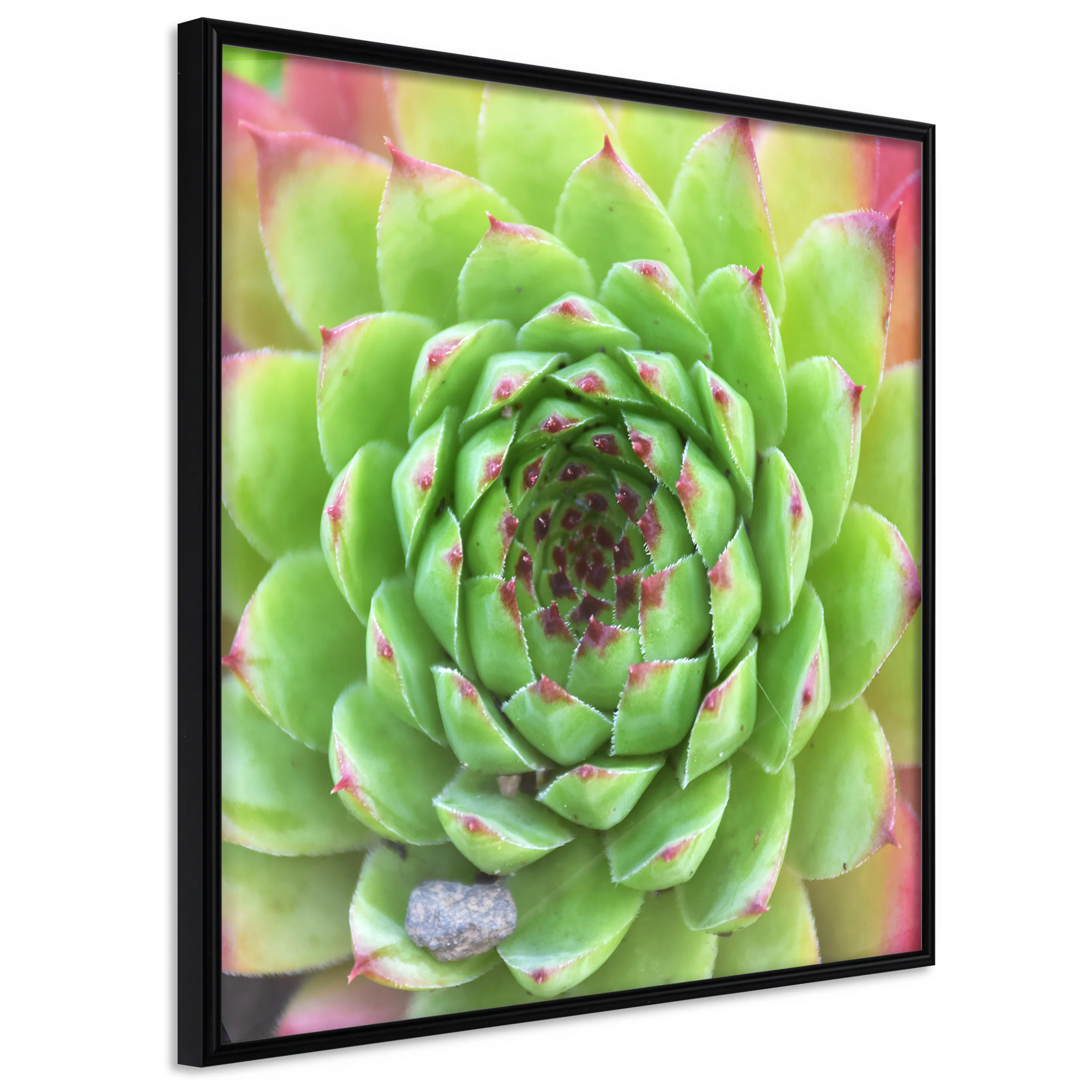 Poster Artgeist Affisch Succulent