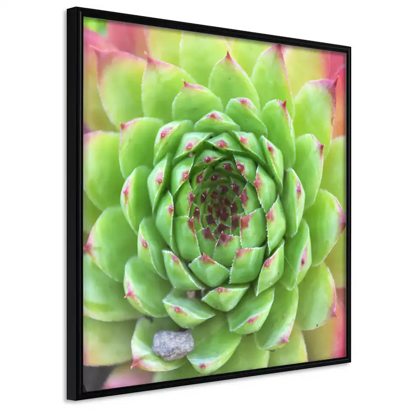 Poster Artgeist Affisch Succulent