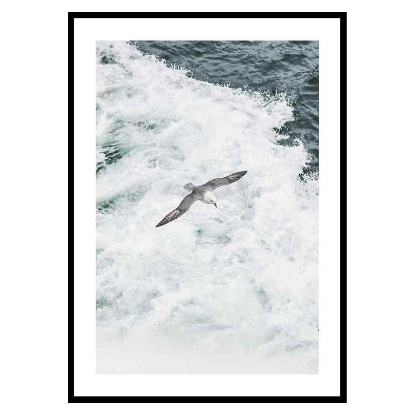 Poster Gallerix Grey Seagull