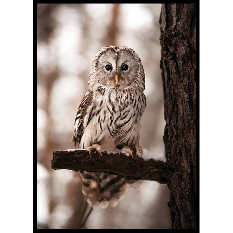 Poster Gallerix Owl