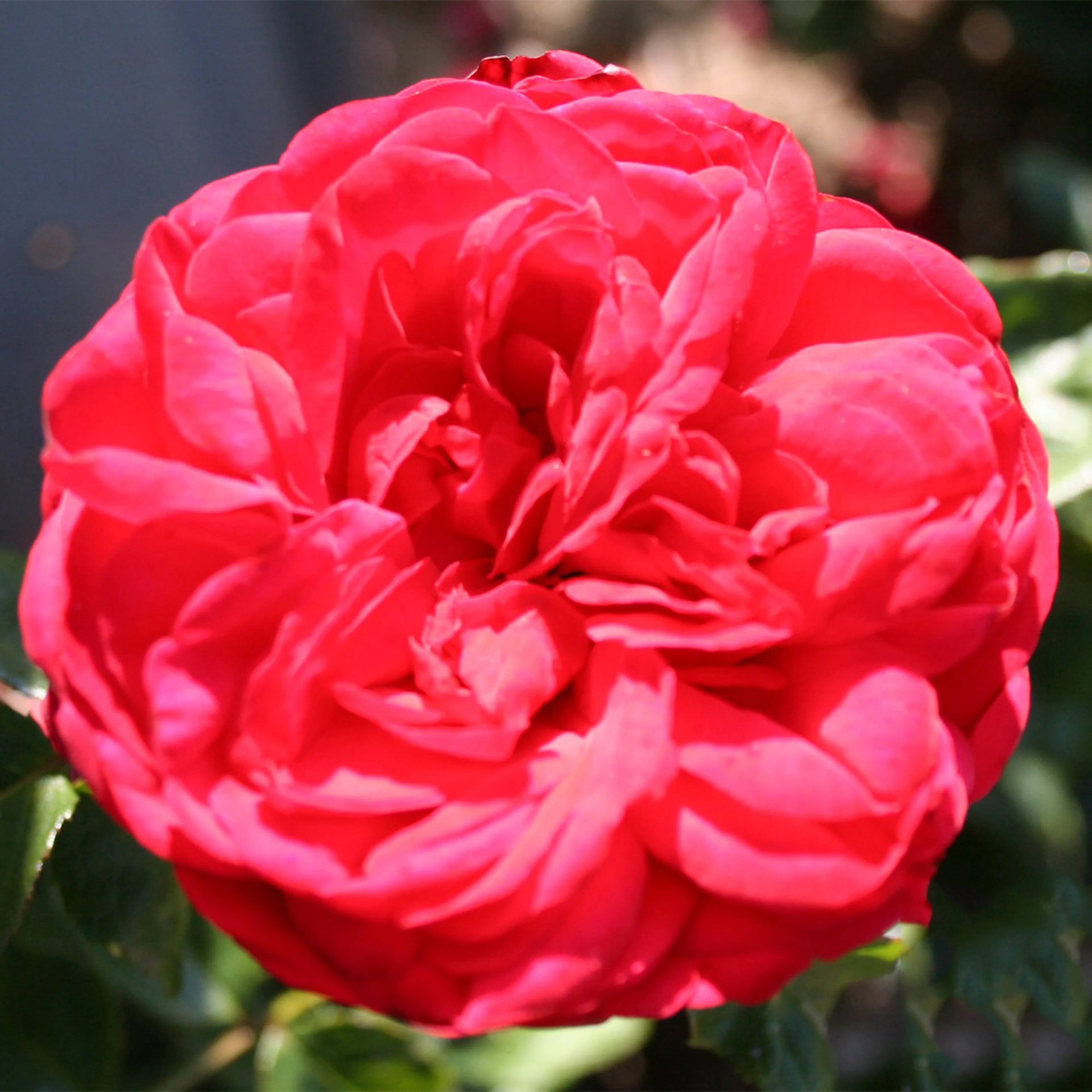 Rosa "Piano", 10-pack 10-pack