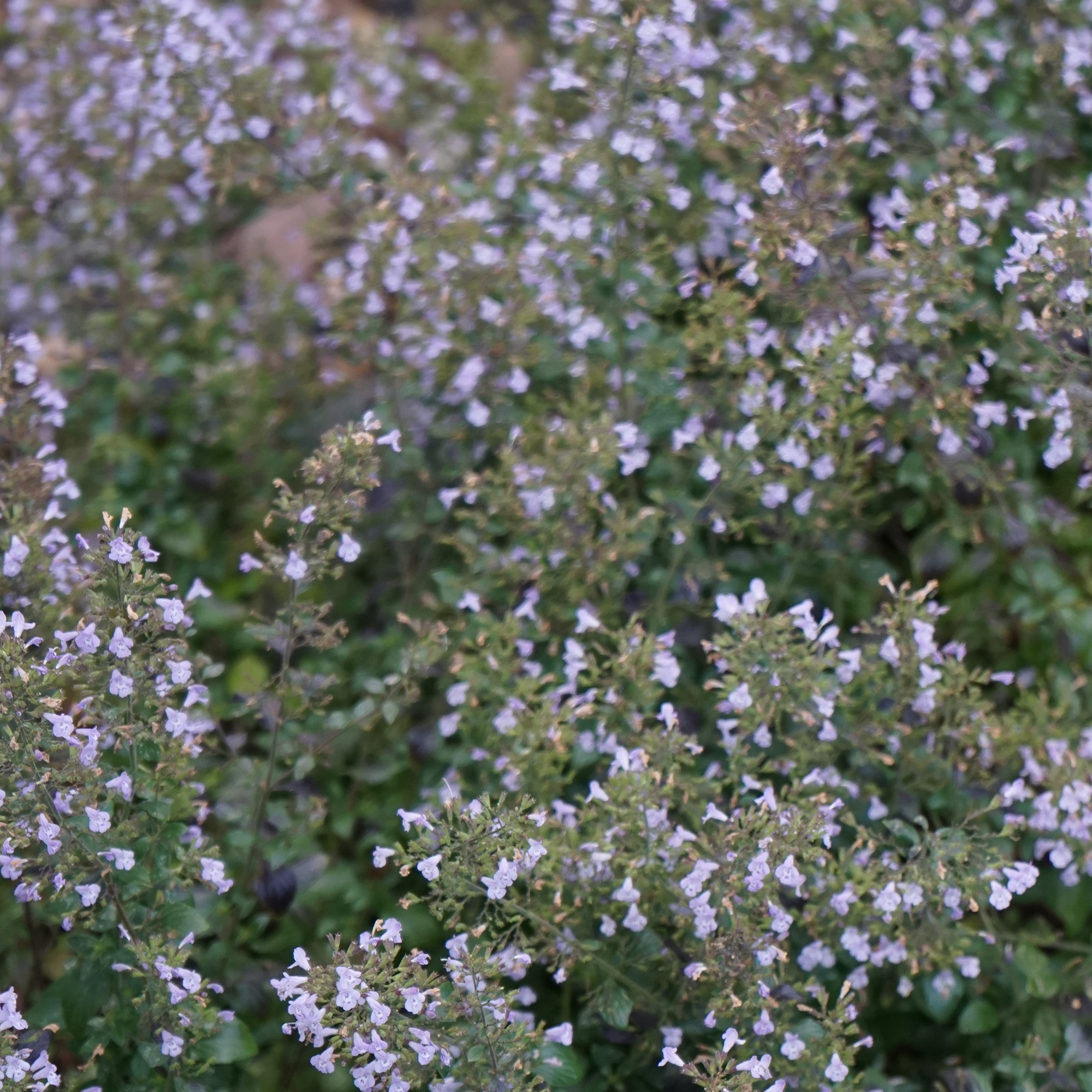 Planta Stenkyndel Omnia Garden
