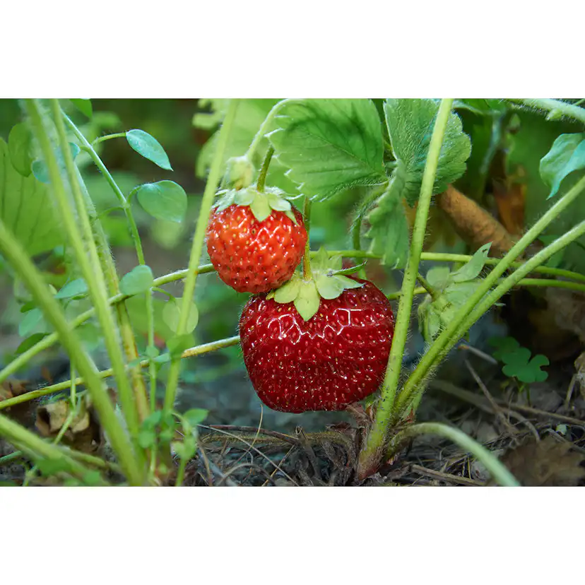 Jordgubbe Omnia Garden Fragaria Ananassa Malwina