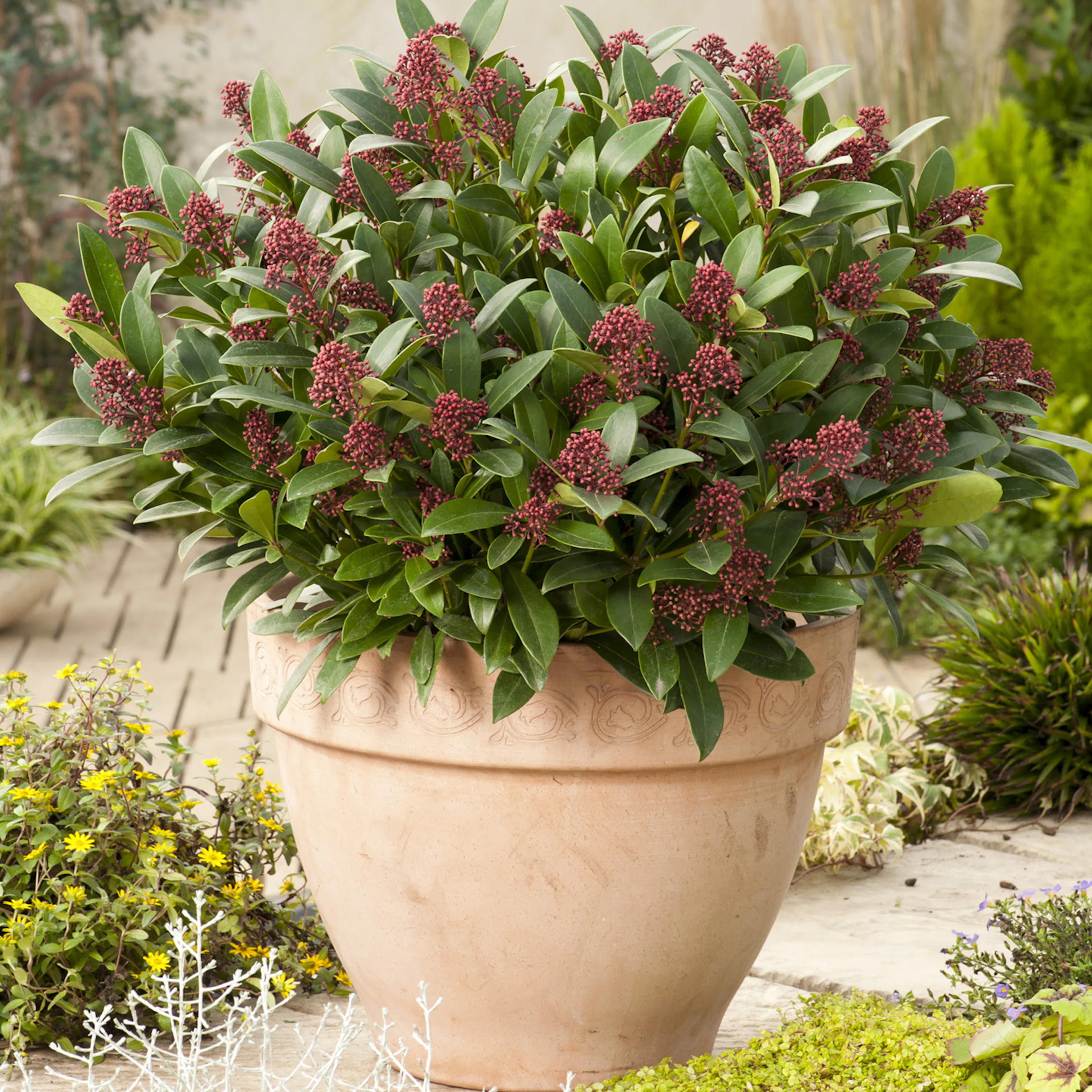 Prydnadsbuske Omnia Garden Vinterbär