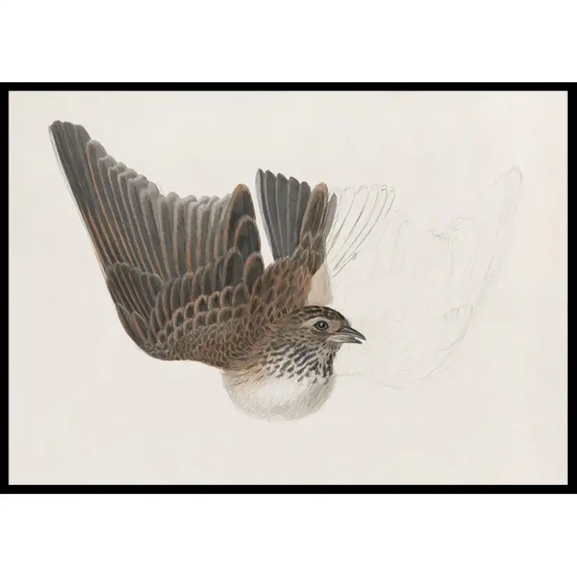 Poster Gallerix A Bird With Wings Spread By James Sowerby