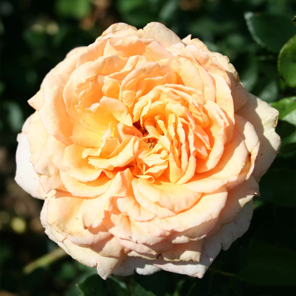 Storblommig Rabattros Omnia Garden Carl Nielsen