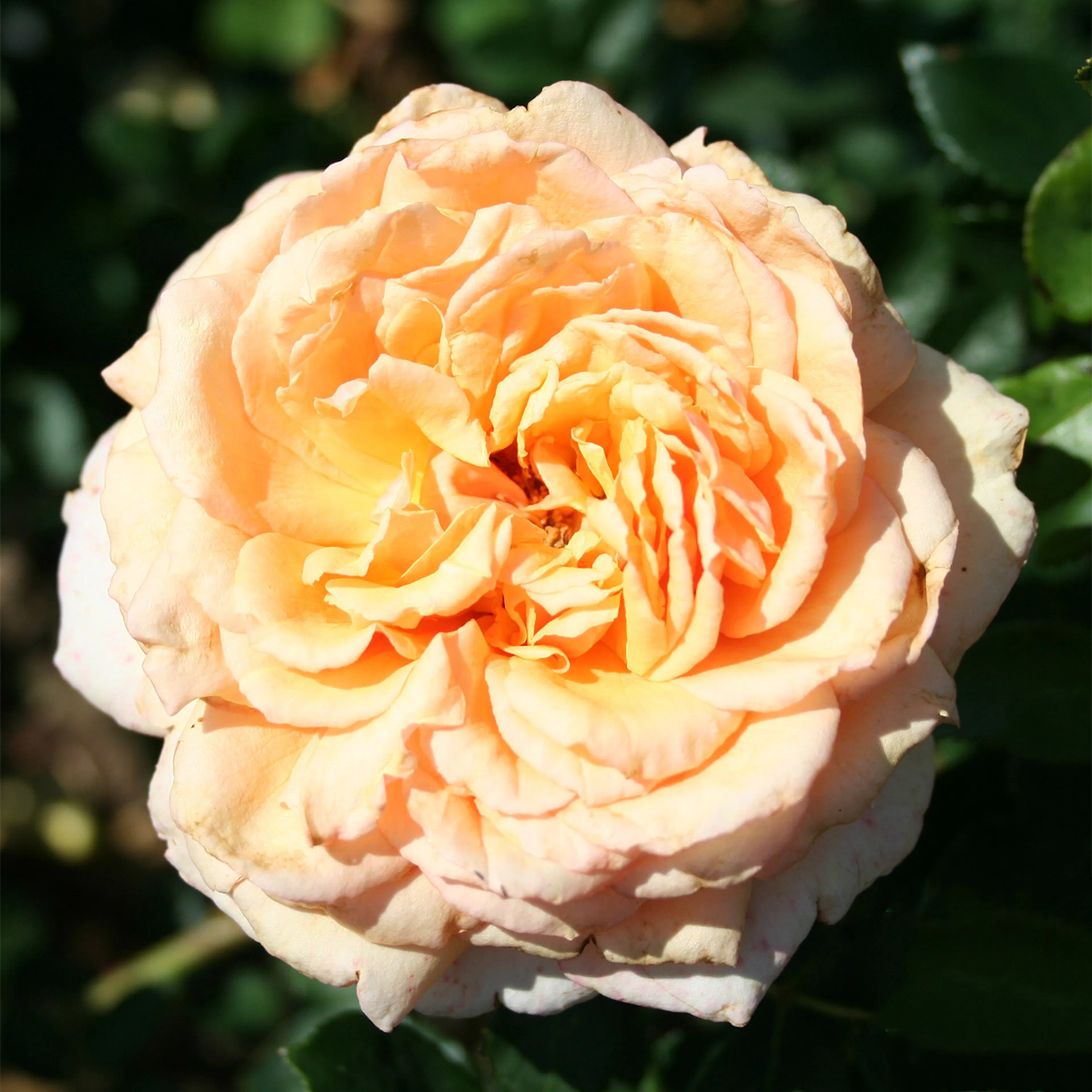 Rosa "Carl Nielsen", 5-pack 5-pack