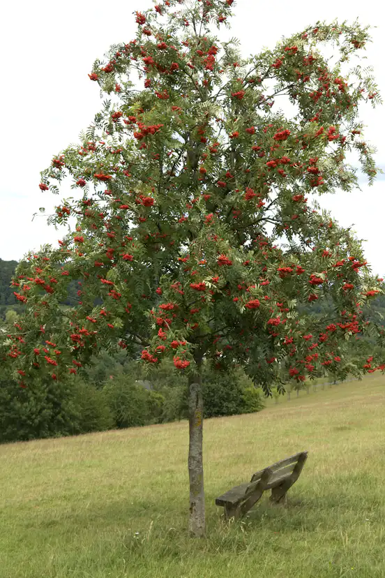 Prydnadsträd Omnia Garden Rönn