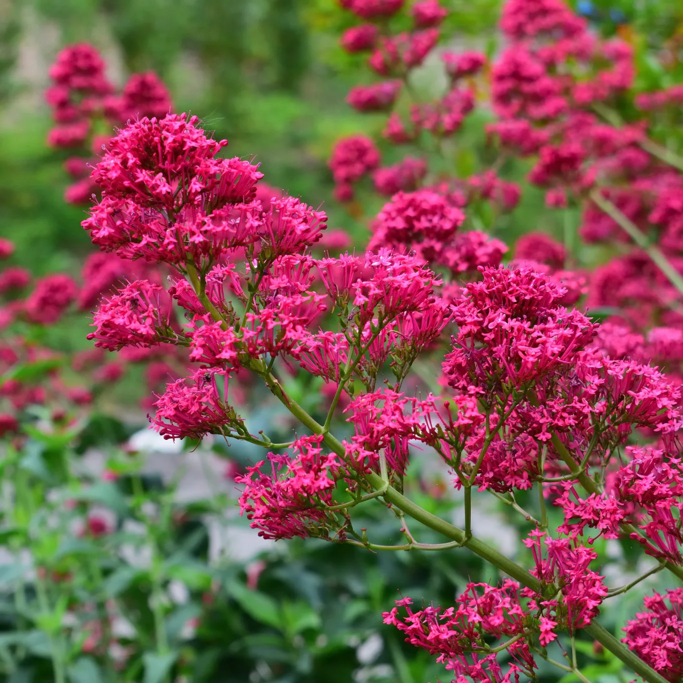 Perenn Omnia Garden Centranthus Ruber Coccineus