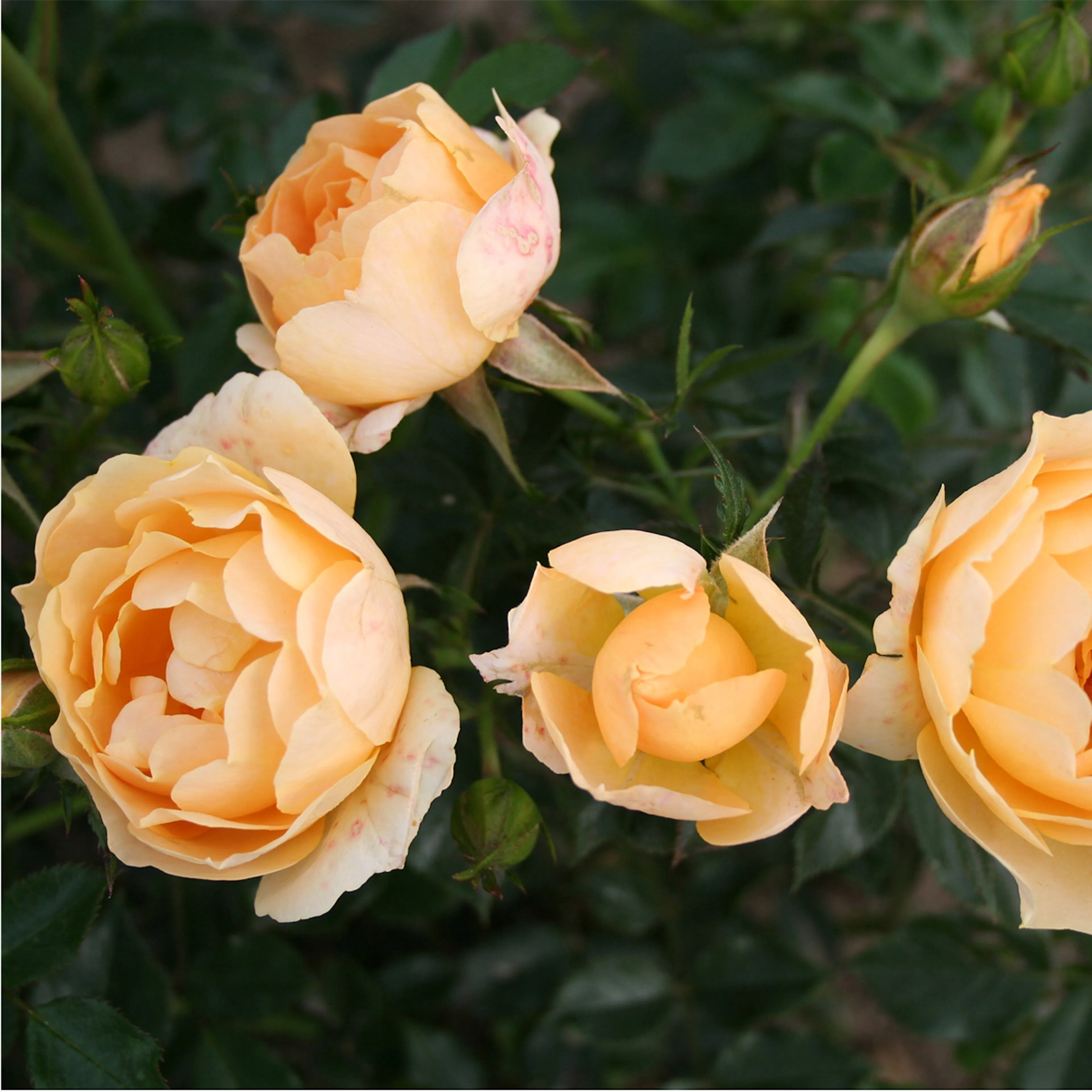 Rosa "Amber Cover", 1-pack 1-pack