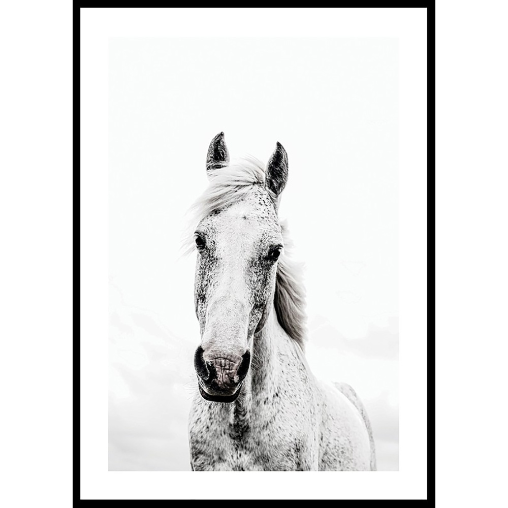 Poster Gallerix White Horse Up Close