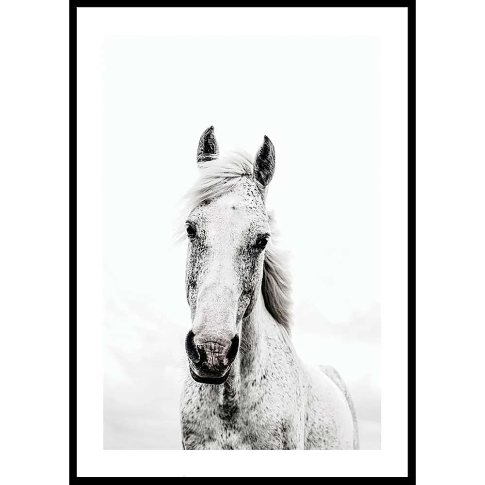 Poster Gallerix White Horse Up Close