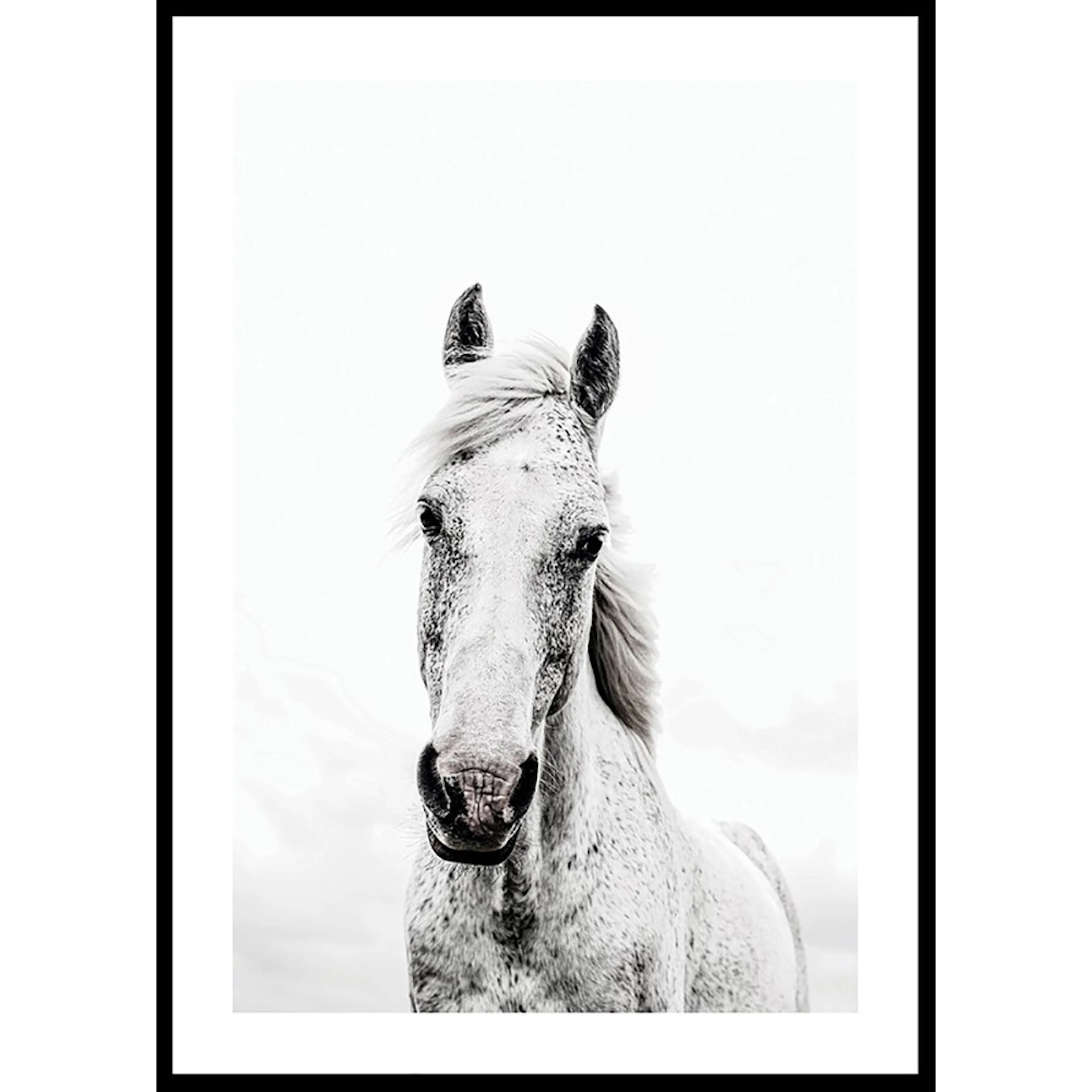 Poster Gallerix White Horse Up Close