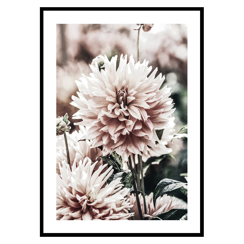 Poster Gallerix Dahlia