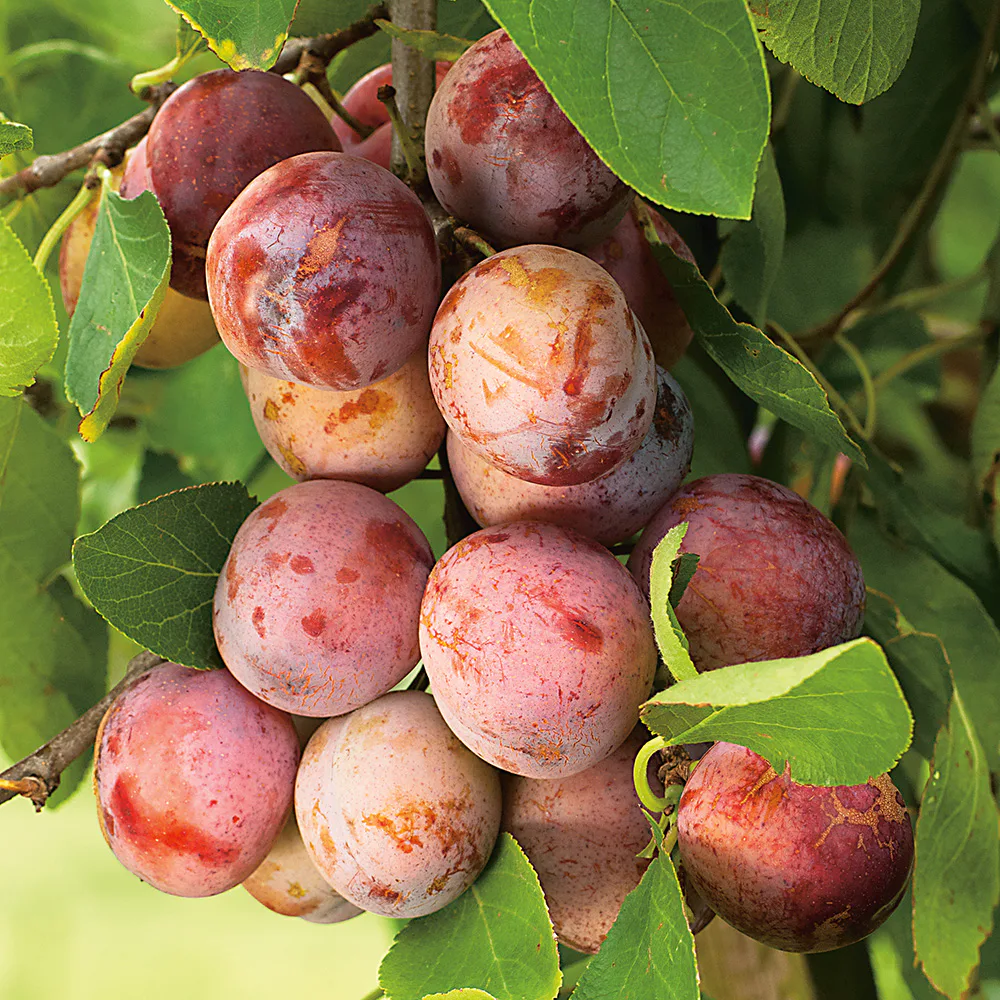 Plommonträd Omnia Garden Opal E