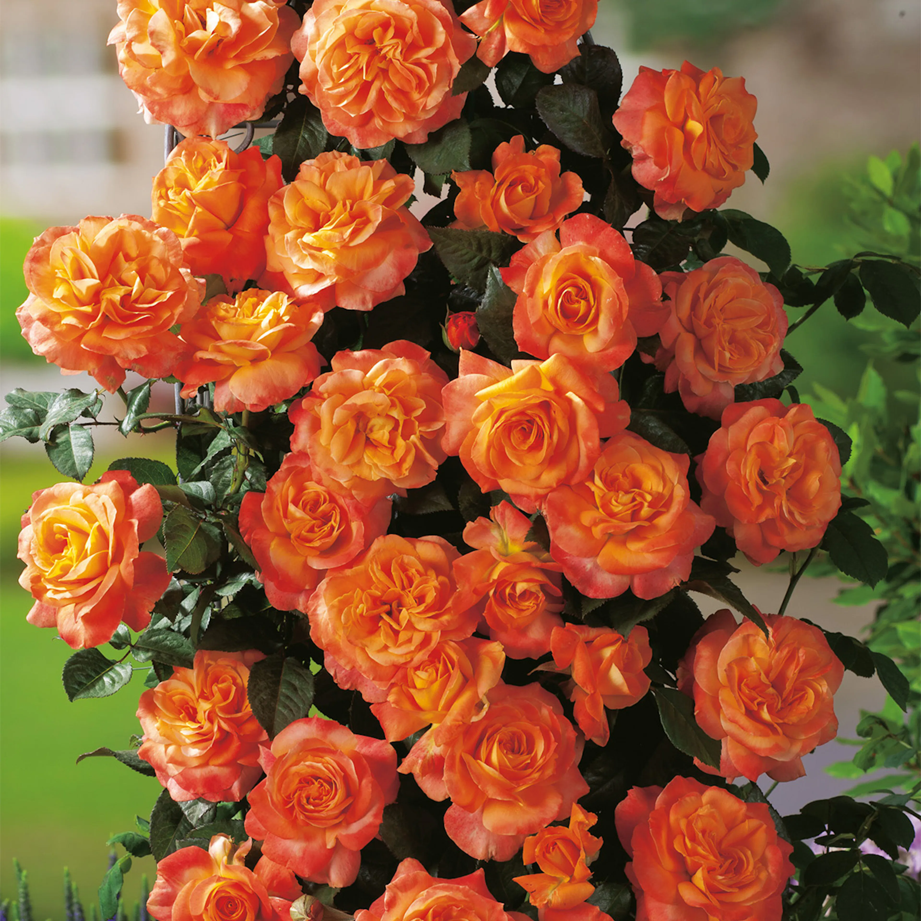 Rosa "Flora Danica", 5-pack 5-pack
