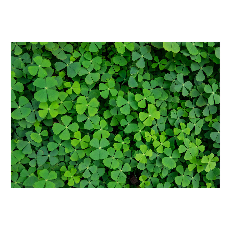 Fototapet Arkiio Green Clover