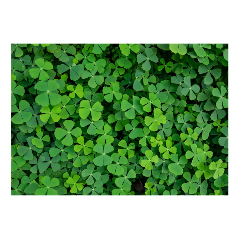 Fototapet Arkiio Green Clover