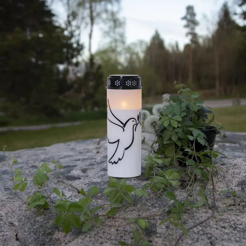 Gravljus Star Trading Dove