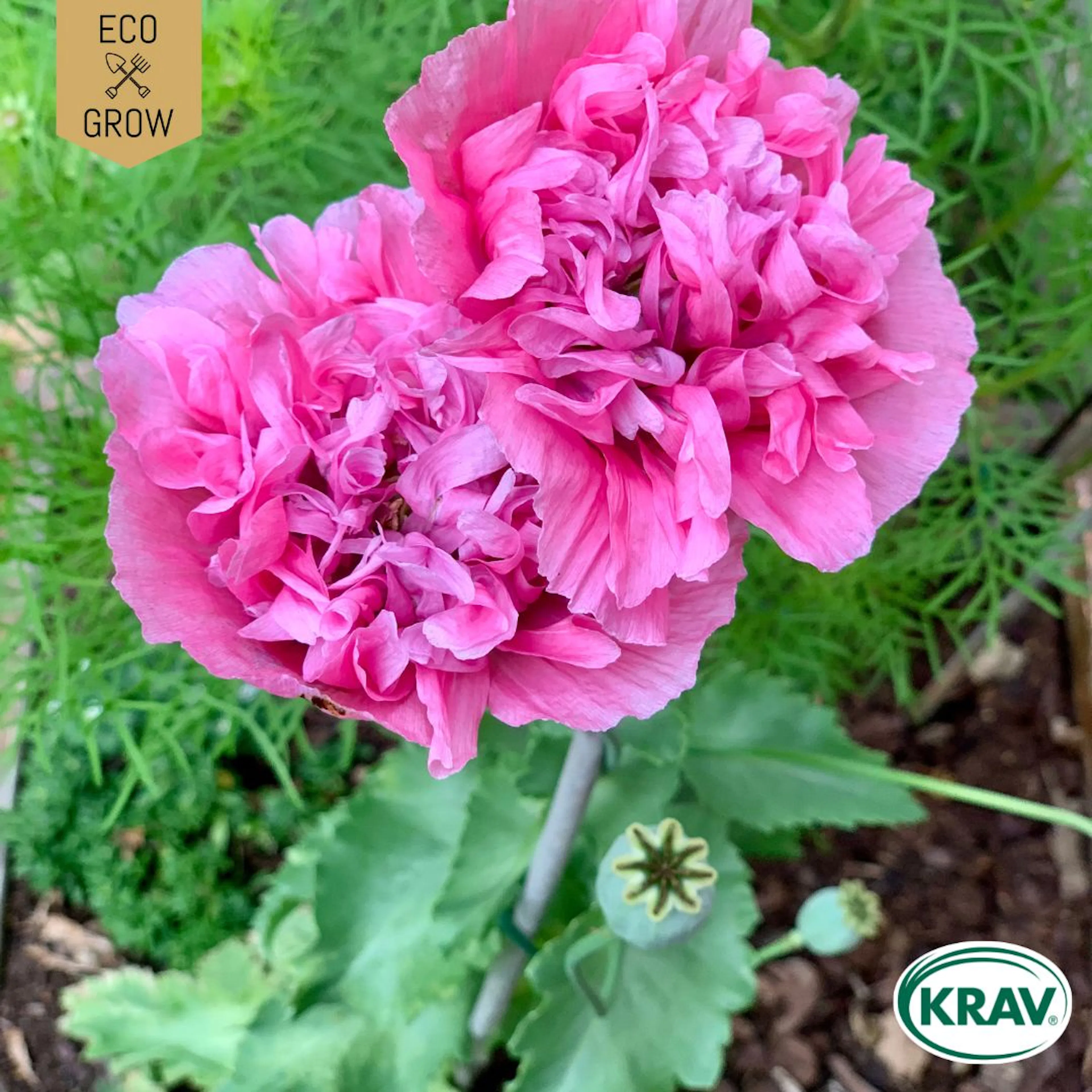 Fröpåse Eco Grow Pionvallmo Papaver Somniferum