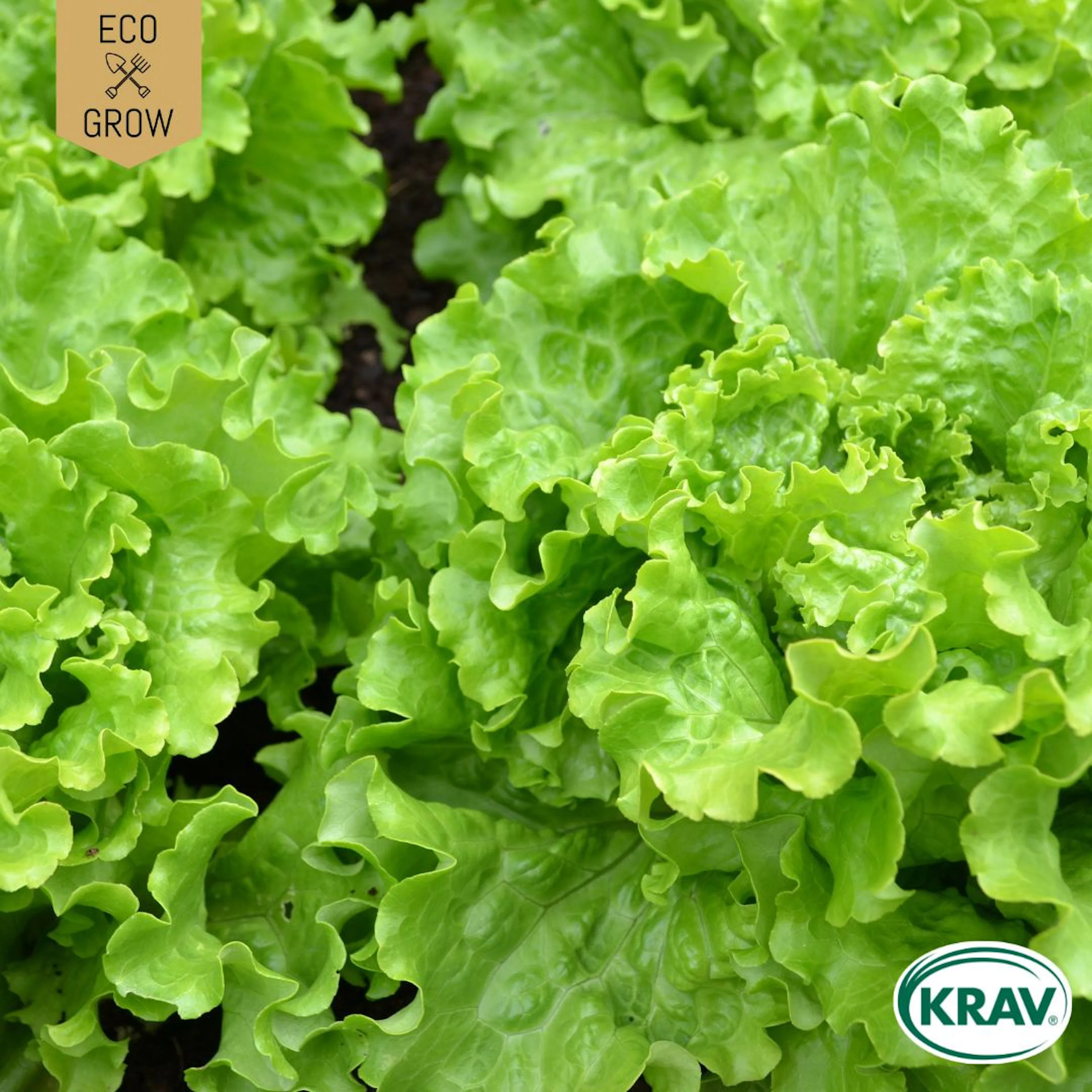Fröpåse Eco Grow Plocksallat Green Salad Bowl