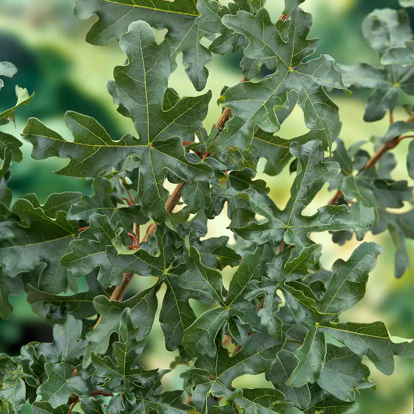 Buske Omnia Garden Naverlönn 50-80 cm