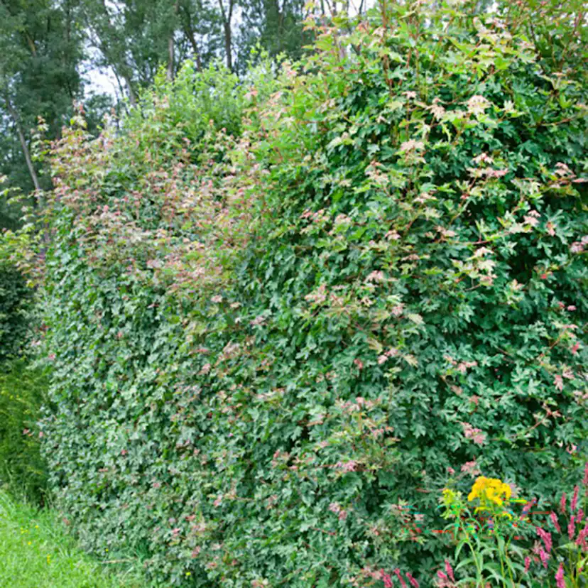 Buske Omnia Garden Naverlönn 50-80 cm