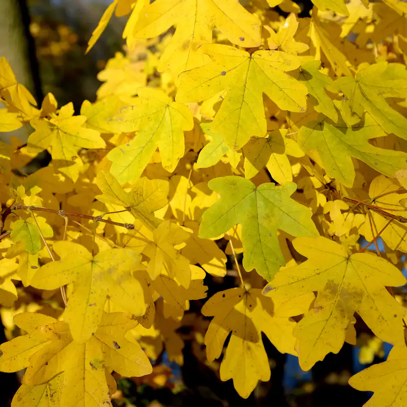 Buske Omnia Garden Naverlönn 50-80 cm