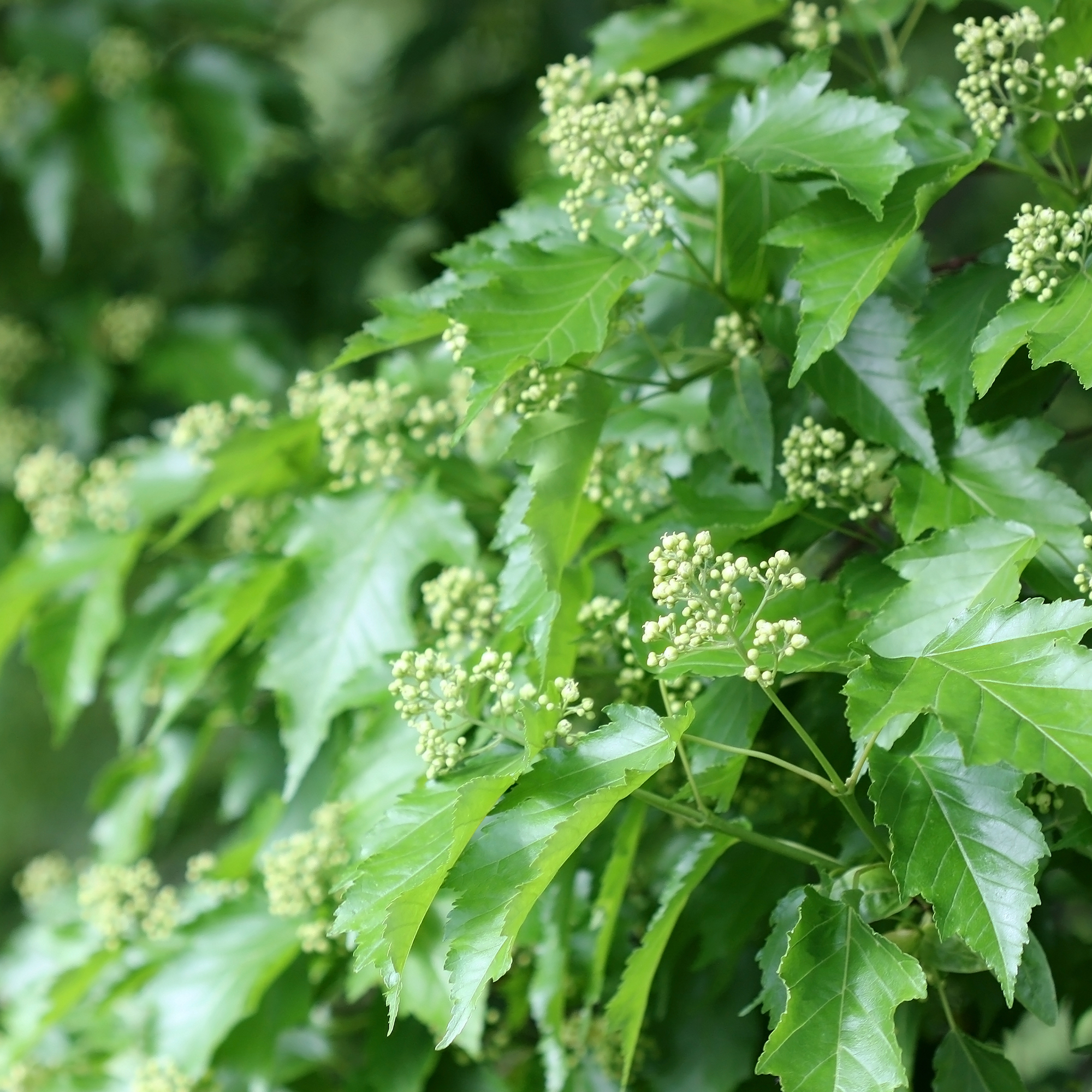 Lönn Omnia Garden Ginnala 50-80 cm