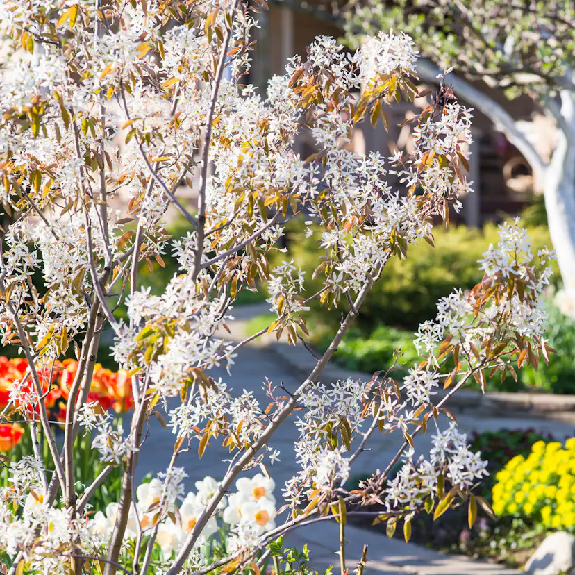 Buske Omnia Garden Prakthäggmispel 50-80 cm