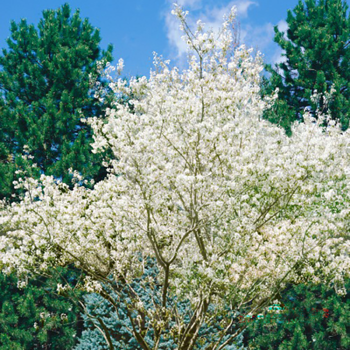 Buske Omnia Garden Prakthäggmispel 50-80 cm